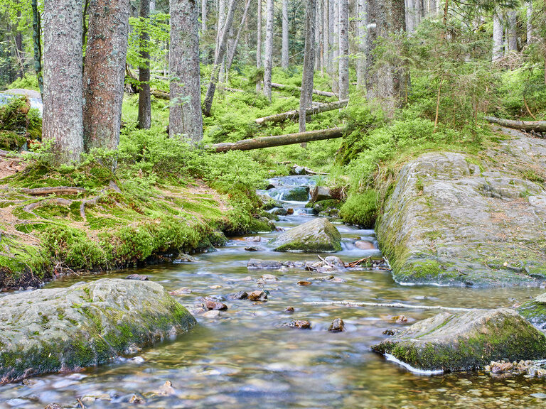 Bach mit großen Steinen mitten im Wald des bayerischen Waldes
